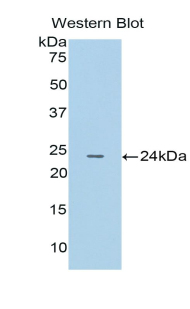 CTSB / Cathepsin B Antibody - Western blot of recombinant CTSB / Cathepsin B.  This image was taken for the unconjugated form of this product. Other forms have not been tested.