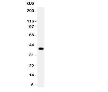 CTSB / Cathepsin B Antibody - Western blot testing of Cathepsin B antibody and HEPG2 lysate. Expected/observed size ~38KD