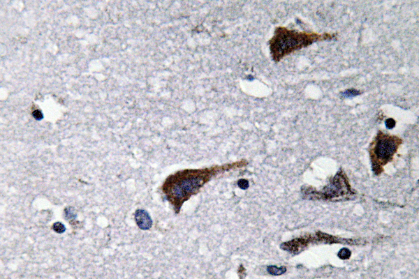 CTSB / Cathepsin B Antibody - IHC of Cathepsin B (N217) pAb in paraffin-embedded human brain tissue.