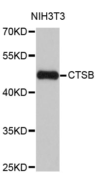 CTSB / Cathepsin B Antibody - Western blot analysis of extracts of NIH/3T3 cells, using CTSB antibody at 1:1000 dilution. The secondary antibody used was an HRP Goat Anti-Rabbit IgG (H+L) at 1:10000 dilution. Lysates were loaded 25ug per lane and 3% nonfat dry milk in TBST was used for blocking. An ECL Kit was used for detection and the exposure time was 90s.