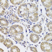 CTSC / Cathepsin C / JP Antibody - Immunohistochemistry of paraffin-embedded human stomach tissue.