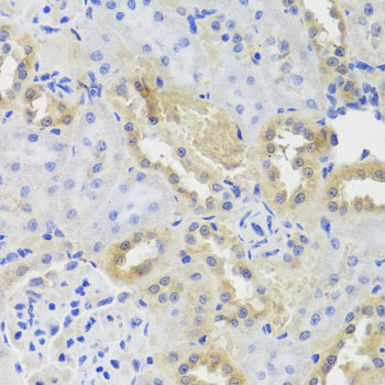 CTSC / Cathepsin C / JP Antibody - Immunohistochemistry of paraffin-embedded rat kidney tissue.