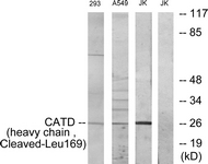 CTSD / Cathepsin D Antibody - Western blot of extracts from 293/A549/Jurkat cells, treated with etoposide 25 uM 1h, using CATD (heavy chain, Cleaved-Leu169) Antibody. The lane on the right is treated with the synthesized peptide.