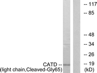 CTSD / Cathepsin D Antibody - Western blot of extracts from COS7 cells, treated with etoposide 25 uM 1h, using CATD (light chain, Cleaved-Gly65) Antibody. The lane on the right is treated with the synthesized peptide.