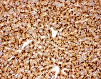 CTSD / Cathepsin D Antibody - IHC-P: Cathepsin D antibody testing of mouse liver tissue
