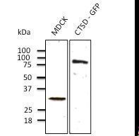 CTSD / Cathepsin D Antibody - Western blot of anti-CTSD antibody at 1:500 dilution. Endogenous CTSD (100 ug per lane)and transfected 293FT cell lysate (at 30 ug per lane). Rabbit polyclonal to goat IgG (HRP) at 1:10000 dilution.