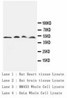 CTSD / Cathepsin D Antibody -  This image was taken for the unconjugated form of this product. Other forms have not been tested.
