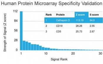 CTSD / Cathepsin D Antibody - Analysis of HuProt(TM) microarray containing more than 19,000 full-length human proteins using Cathepsin D antibody (clone CTSD/2781). These results demonstrate the foremost specificity of the CTSD/2781 mAb. Z- and S- score: The Z-score represents the strength of a signal that an antibody (in combination with a fluorescently-tagged anti-IgG secondary Ab) produces when binding to a particular protein on the HuProt(TM) array. Z-scores are described in units of standard deviations (SD's) above the mean value of all signals generated on that array. If the targets on the HuProt(TM) are arranged in descending order of the Z-score, the S-score is the difference (also in units of SD's) between the Z-scores. The S-score therefore represents the relative target specificity of an Ab to its intended target.