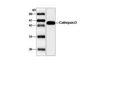 CTSD / Cathepsin D Antibody