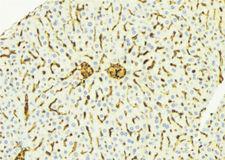 CTSD / Cathepsin D Antibody - 1:100 staining mouse liver tissue by IHC-P. The sample was formaldehyde fixed and a heat mediated antigen retrieval step in citrate buffer was performed. The sample was then blocked and incubated with the antibody for 1.5 hours at 22°C. An HRP conjugated goat anti-rabbit antibody was used as the secondary.