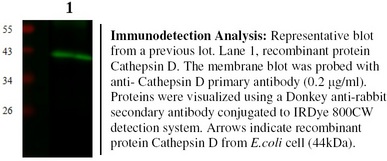 CTSD / Cathepsin D Antibody - Immunodetection Analysis: Representative blot from a previous lot. Lane 1, recombinant protein Cathepsin D. The membrane blot was probed with anti- Cathepsin D primary antibody (0.2 µg/ml). Proteins were visualized using a Donkey anti-rabbit secondary antibody conjugated to IRDye 800CW detection system. Arrows indicate recombinant protein Cathepsin D from E.coli cell (44kDa).