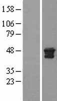 CTSD / Cathepsin D Protein - Western validation with an anti-DDK antibody * L: Control HEK293 lysate R: Over-expression lysate