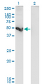 CTSE / Cathepsin E Antibody - Western Blot analysis of CTSE expression in transfected 293T cell line by CTSE monoclonal antibody (M10), clone 2D5.Lane 1: CTSE transfected lysate (Predicted MW: 42.8 KDa).Lane 2: Non-transfected lysate.