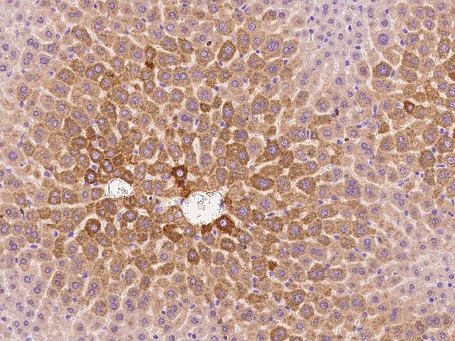 CTSE / Cathepsin E Antibody - Immunochemical staining of mouse CTSE in mouse liver with rabbit polyclonal antibody at 1:300 dilution, formalin-fixed paraffin embedded sections.