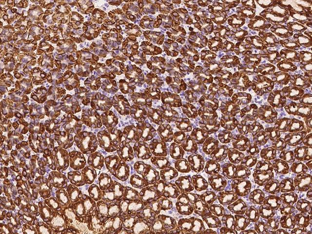 CTSE / Cathepsin E Antibody - Immunochemical staining of mouse CTSE in mouse stomach with rabbit polyclonal antibody at 1:300 dilution, formalin-fixed paraffin embedded sections.