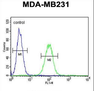 CTSF / Cathepsin F Antibody - CTSF Antibody (Center D276) flow cytometry of MDA-MB231 cells (right histogram) compared to a negative control cell (left histogram). FITC-conjugated goat-anti-rabbit secondary antibodies were used for the analysis.