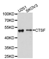 CTSF / Cathepsin F Antibody - Western blot analysis of extracts of various cell lines, using CTSF antibody at 1:1000 dilution. The secondary antibody used was an HRP Goat Anti-Rabbit IgG (H+L) at 1:10000 dilution. Lysates were loaded 25ug per lane and 3% nonfat dry milk in TBST was used for blocking. An ECL Kit was used for detection and the exposure time was 1s.