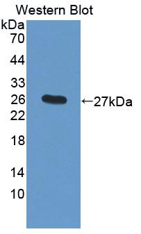 CTSF / Cathepsin F Antibody