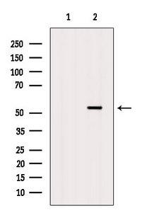 CTSF / Cathepsin F Antibody