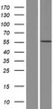 CTSF / Cathepsin F Protein - Western validation with an anti-DDK antibody * L: Control HEK293 lysate R: Over-expression lysate