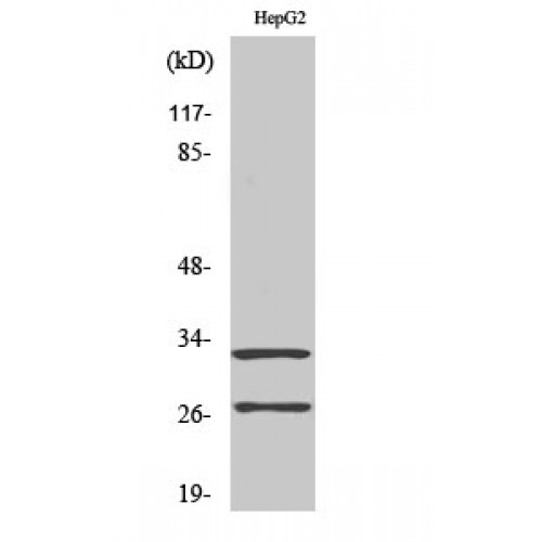 CTSG / Cathepsin G Antibody - Western blot of Cleaved-Cathepsin G (I21) antibody
