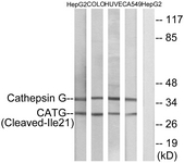 CTSG / Cathepsin G Antibody - Western blot of extracts from HepG2/COLO/HUVEC/A549 cells, using CATG (Cleaved-Ile21) Antibody. The lane on the right is treated with the synthesized peptide.