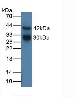CTSG / Cathepsin G Antibody - Western Blot; Sample: Human MCF7 Cells.