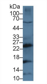 CTSG / Cathepsin G Antibody - Western Blot; Sample: Human MCF7 cell lysate; Primary Ab: 3µg/ml Rabbit Anti-Mouse CTSG Antibody Second Ab: 0.2µg/mL HRP-Linked Caprine Anti-Rabbit IgG Polyclonal Antibody