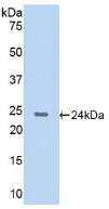 CTSG / Cathepsin G Antibody - Western Blot; Sample: Recombinant CTSG, Rat.