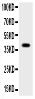 CTSG / Cathepsin G Antibody - Western blot - Anti-Cathepsin G Picoband Antibody