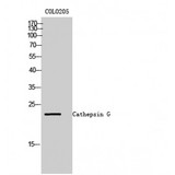 CTSG / Cathepsin G Antibody - Western blot of Cathepsin G antibody