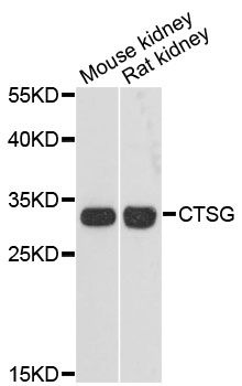 CTSG / Cathepsin G Antibody - Western blot analysis of extracts of various cell lines, using CTSG antibody at 1:3000 dilution. The secondary antibody used was an HRP Goat Anti-Rabbit IgG (H+L) at 1:10000 dilution. Lysates were loaded 25ug per lane and 3% nonfat dry milk in TBST was used for blocking. An ECL Kit was used for detection and the exposure time was 90s.