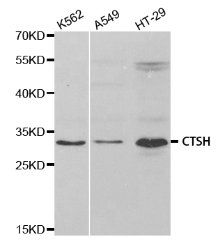 CTSH / Cathepsin H Antibody - Western blot analysis of extracts of various cell lines.