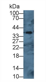 CTSH / Cathepsin H Antibody - Western Blot; Sample: Mouse Spleen lysate; Primary Ab: 1µg/ml Rabbit Anti-Mouse CTSH Antibody Second Ab: 0.2µg/mL HRP-Linked Caprine Anti-Rabbit IgG Polyclonal Antibody