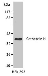 CTSH / Cathepsin H Antibody - Western blot analysis of HEK 293 cell lysate using Rabbit anti Cathepsin H antibody.