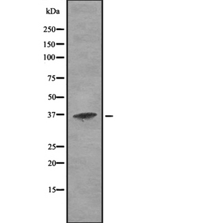 CTSH / Cathepsin H Antibody - Western blot analysis of Cathepsin H using K562 whole cells lysates