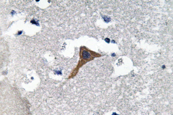 CTSH / Cathepsin H Antibody - IHC of Cathepsin H (Y205) pAb in paraffin-embedded human brain tissue.
