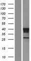 CTSH / Cathepsin H Protein - Western validation with an anti-DDK antibody * L: Control HEK293 lysate R: Over-expression lysate