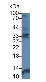 CTSK / Cathepsin K Antibody - Western Blot; Sample: Human MCF7 cell lysate; Primary Ab: 5µg/ml Rabbit Anti-Canine CTSK Antibody Second Ab: 0.2µg/mL HRP-Linked Caprine Anti-Rabbit IgG Polyclonal Antibody