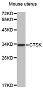 CTSK / Cathepsin K Antibody - Western blot analysis of extracts of Mouse uterus cells.