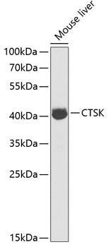 CTSK / Cathepsin K Antibody - Western blot analysis of extracts of mouse liver using CTSK Polyclonal Antibody at dilution of 1:1000.