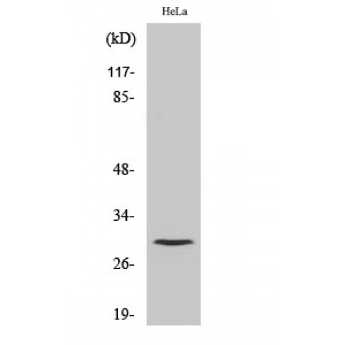 CTSL / Cathepsin L Antibody - Western blot of Cleaved-Cathepsin L1 HC (T288) antibody