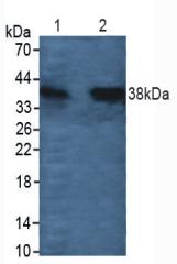 CTSL / Cathepsin L Antibody - Western Blot; Sample: Lane1: Rat Testis Tissue; Lane2: Rat Heart Tissue.