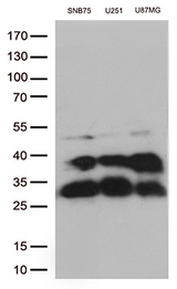 CTSL / Cathepsin L Antibody - Western blot analysis of extracts. (35ug) from 3 cell lines lysates by using anti-CTSL monoclonal antibody. (1:500)