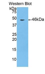 CTSL / Cathepsin L Antibody - Western Blot; Sample: Recombinant protein.