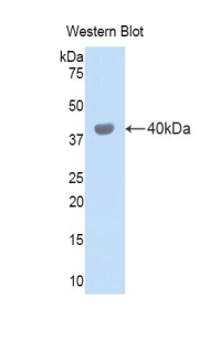 CTSL / Cathepsin L Antibody - Western blot of recombinant CTSL / Cathepsin L.  This image was taken for the unconjugated form of this product. Other forms have not been tested.