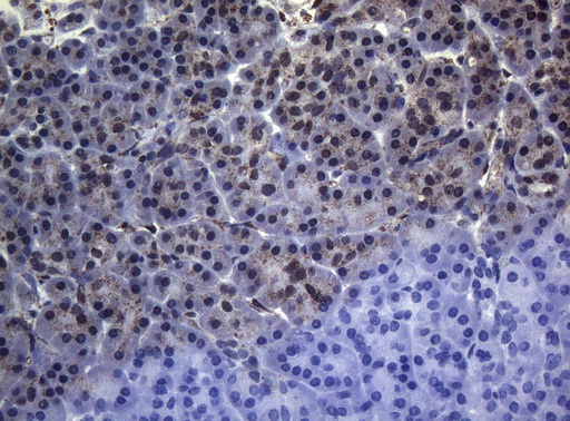 CTSL / Cathepsin L Antibody - Immunohistochemical staining of paraffin-embedded Human pancreas tissue within the normal limits using anti-CTSL1 mouse monoclonal antibody. (Heat-induced epitope retrieval by 1mM EDTA in 10mM Tris buffer. (pH8.5) at 120°C for 3 min. (1:150)