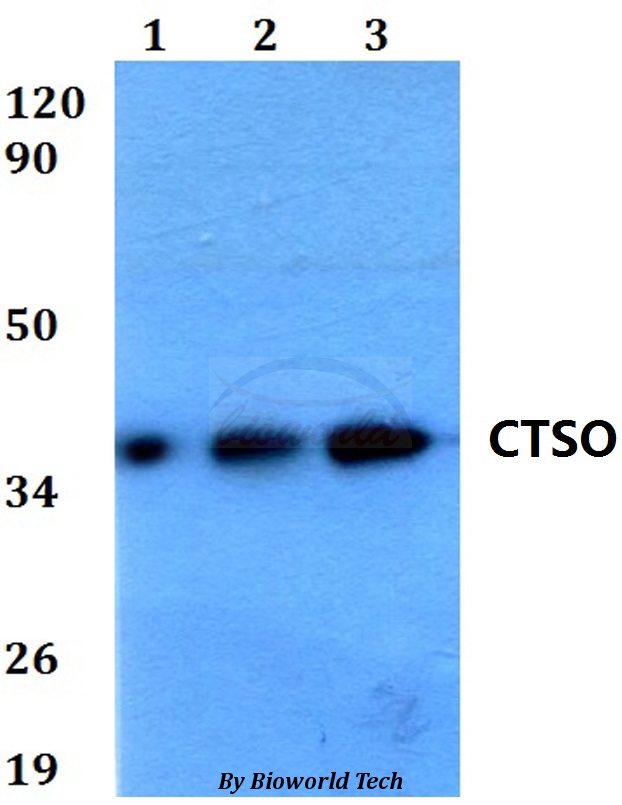 CTSO Antibody - Western blot of CTSO antibody at 1:500 dilution. Lane 1: HEK293T whole cell lysate. Lane 2: Raw264.7 whole cell lysate. Lane 3: H9C2 whole cell lysate.