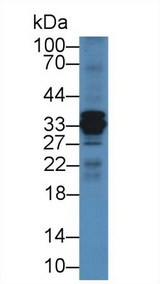 CTSS / Cathepsin S Antibody - Western Blot; Sample: Mouse Liver lysate; Primary Ab: 2µg/mL Rabbit Anti-Bovine CTSS Antibody Second Ab: 0.2µg/mL HRP-Linked Caprine Anti-Rabbit IgG Polyclonal Antibody