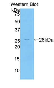 CTSS / Cathepsin S Antibody - Western blot of recombinant CTSS / Cathepsin S.  This image was taken for the unconjugated form of this product. Other forms have not been tested.